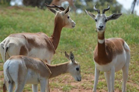 Dama Gazelle: Why Is It Endangered?