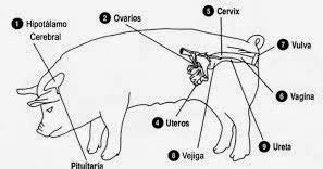 FISIOLOGÍA DE LA REPRODUCCIÓN EN CERDOS