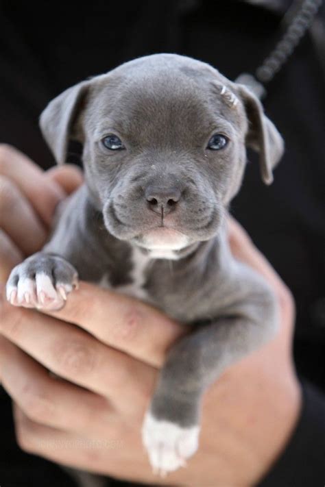 25 Puppies That Will Give You Feels | Puppys, Pit bull and So cute