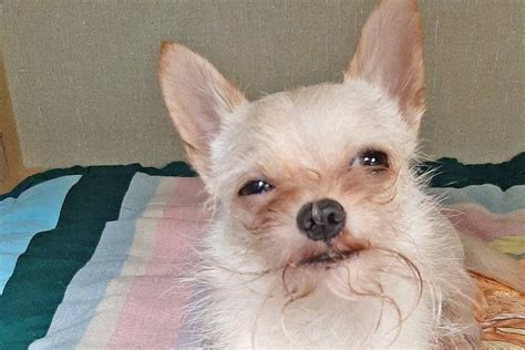 Cairn Terrier Chihuahua Mix (Toxirn Dog) Breed information – Bijou and Co.