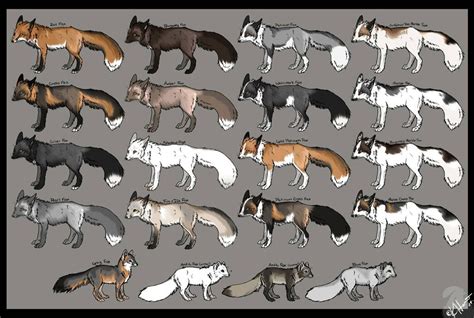 Fox color chart Redux by Krissyfawx | Собачьи портреты, Домашняя лиса, Рисунки животных
