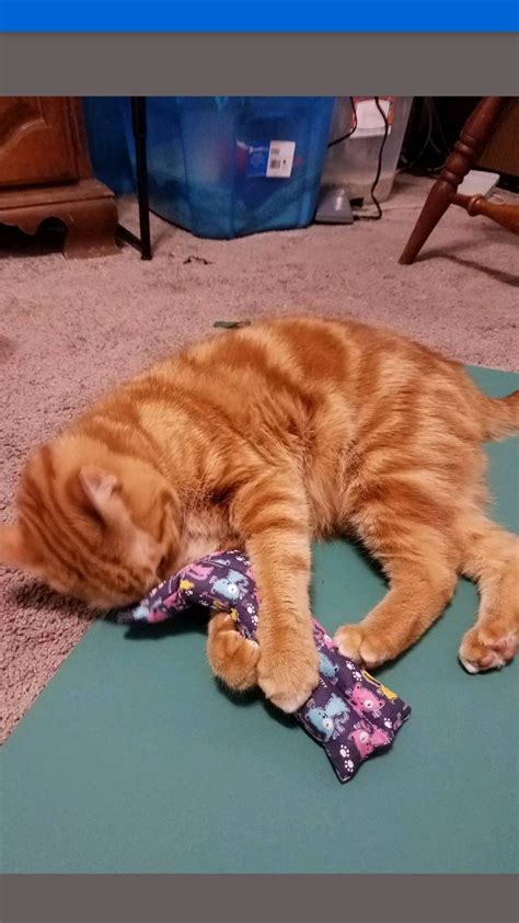 Kitty Catnip Pillow toy stick catnip toy cat toy | Etsy