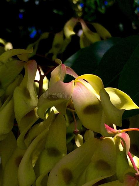 Tree of heaven stock image. Image of samara, seeds, smelling - 127761293