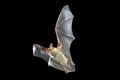 Image of flying bat | CreepyHalloweenImages