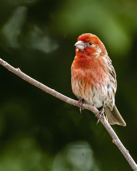 Male house finch with a diet high in carotenoids [Sony a6400 | Sony 200-600mm] : r/SonyAlpha