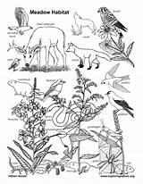 Meadow Habitat – Coloring Nature sketch template