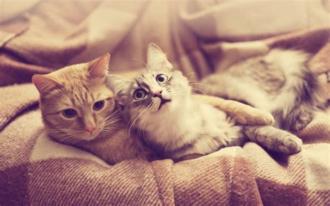 Two brown and orange tabby cats, cat, pet, animals HD wallpaper | Wallpaper Flare