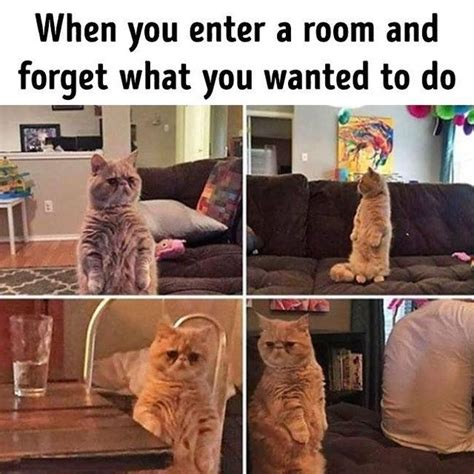 Top 19 Funny Cat Memes That You Can Relate To