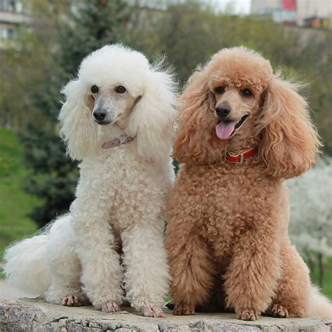 Poodle (Toy and Miniature) Facts - Wisdom Panel™ Dog Breeds