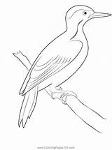 Woodpecker Coloring Pages Printable At Tanenochblog Blog sketch template
