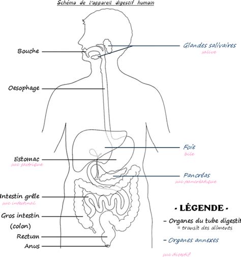 Séquence 2 : Digestion – César Sciences