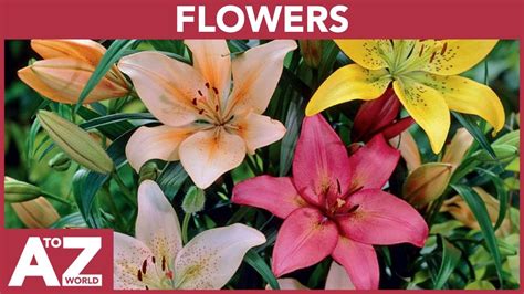 Flowers Names And Pictures A Z | Best Flower Site