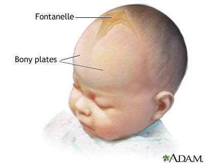 Posterior Fontanelle When Closes