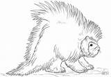 Porcupines Coloring Pages  ColoringBay sketch template