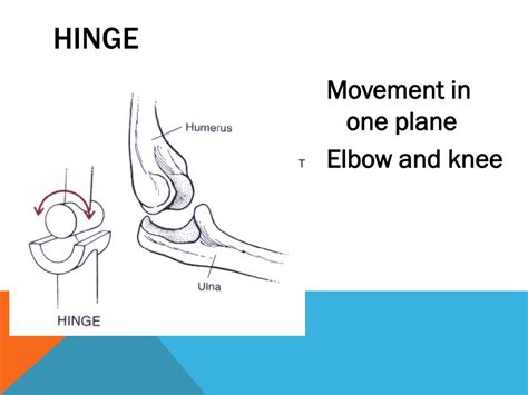 PPT - Joints of the Skeletal System PowerPoint Presentation, free download - ID:2167537