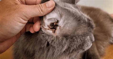 Telltale Signs of Ear Mites in Cats — Pumpkin®