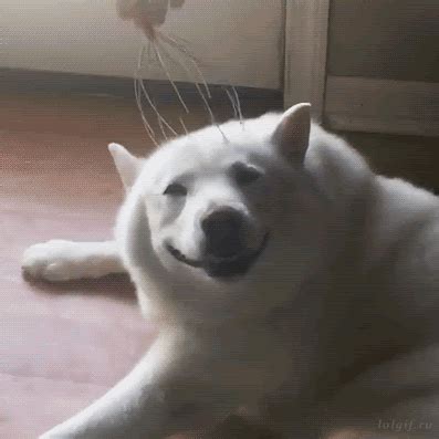 Funny animal gifs - part 243 (10 gifs) | Amazing Creatures