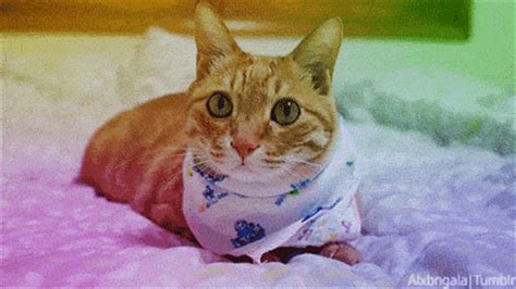 ginger cat colorful gif | WiffleGif