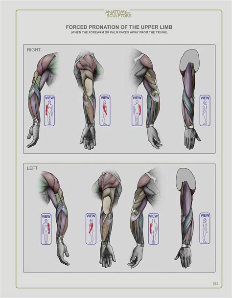 Anatomy for Sculptors: Understanding the Human Form Arm Anatomy, Anatomy Study, Anatomy Art ...