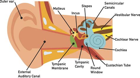 Anatomie de l'oreille moyenne - Fmedic