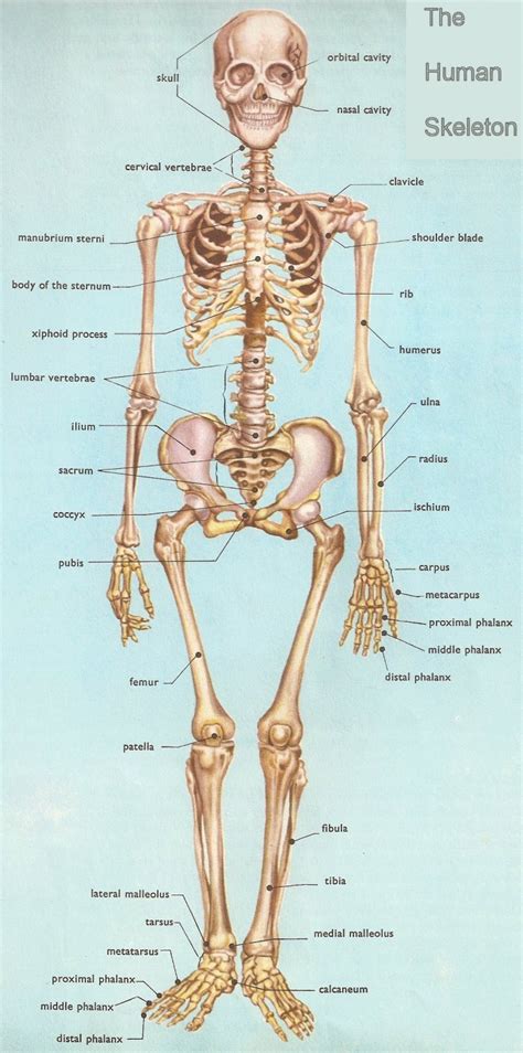 City Distributers: Human Bones