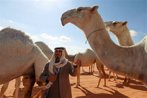 Camel whisperers: Saudi herders use 'special language' for training ...