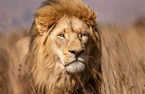 What purpose do Male Lions serve? - WILD AND FREE FOUNDATION