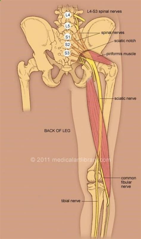 Pin on Tight Psoas