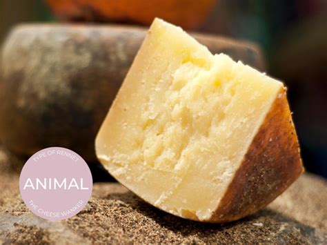 Animal Rennet: Traditional & Terroir Driven Cheesemaking