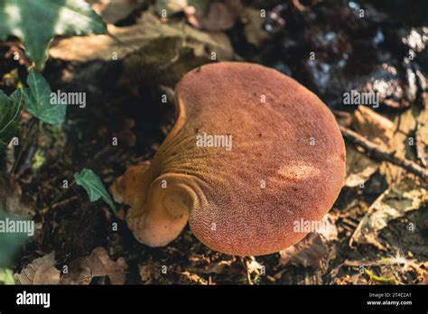 Top view of Fistulina hepatica mushroom (a.k.a. beefsteak fungus). Edible mushroom, rich in ...