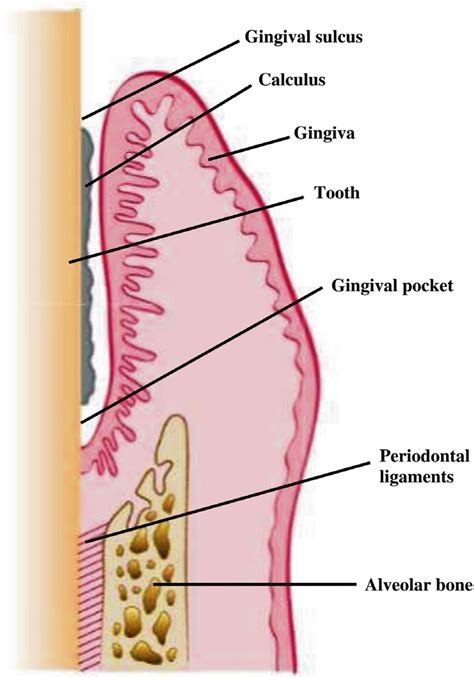 Gingival Sulcus Histology