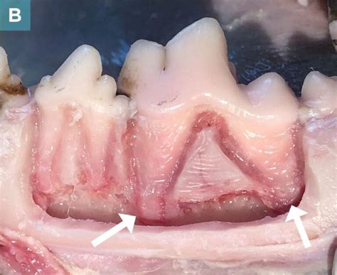 Tooth Extraction Complications in Dogs and Cats