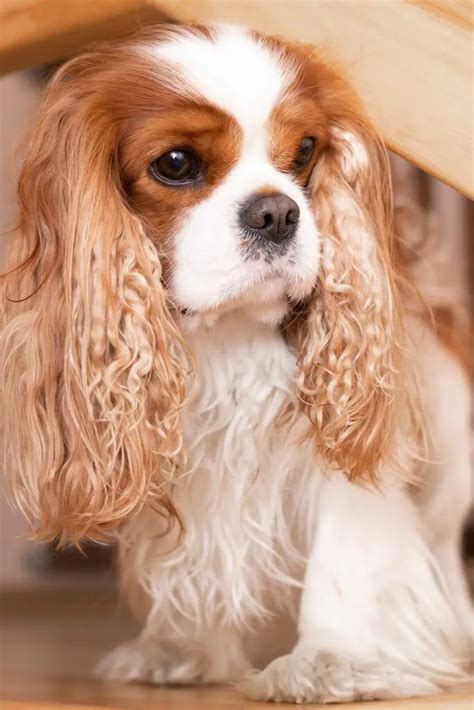 What Size Crate For Cavalier King Charles Puppy at Rebecca Vincent blog