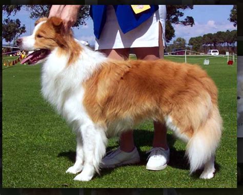 Gold Border Collie