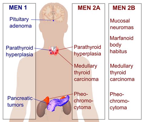 Multiple endocrine neoplasia, Endocrine, Endocrine system