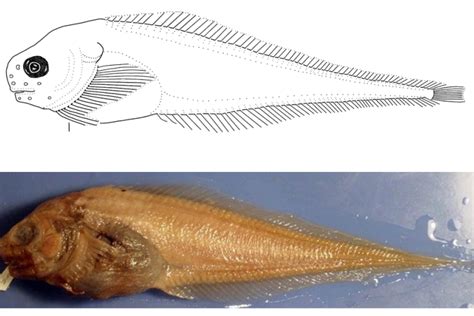 What’s in a Name? Choosing Names for New Fish Species from the Mariana Archipelago | NOAA Fisheries