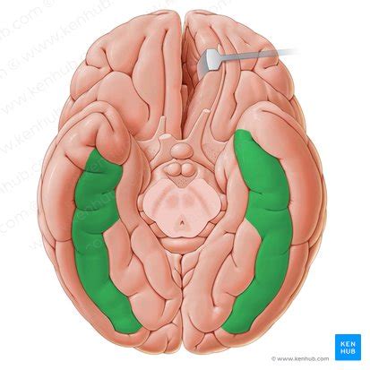 Fusiform gyrus: Anatomy and function | Kenhub
