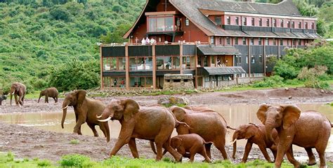 The Ark Lodge Aberdare National Park - África Oriental - Arenatours ES