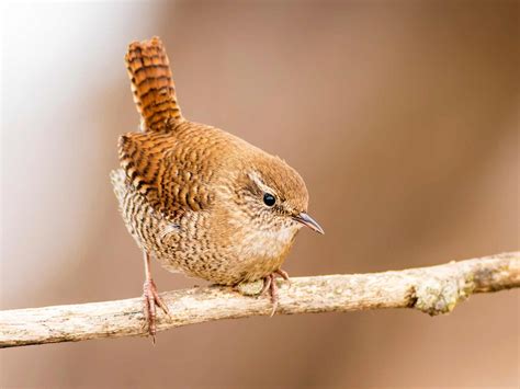 19 common British birds in your garden | lovethegarden | Common british ...