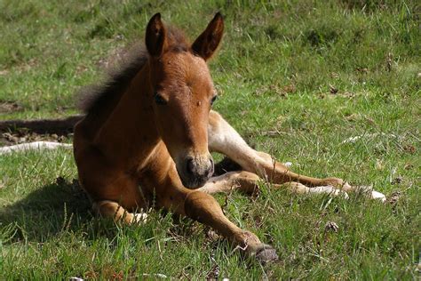 Foal | Resting on Hatchet Moor. | Jim Champion | Flickr