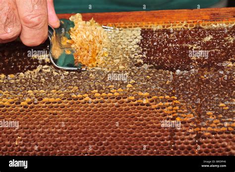 Beehive - honey extraction Stock Photo - Alamy