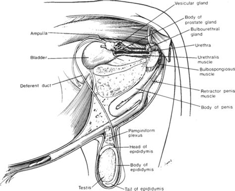 Clinical Reproductive Physiology and Endocrinology of Bulls | Veterian Key