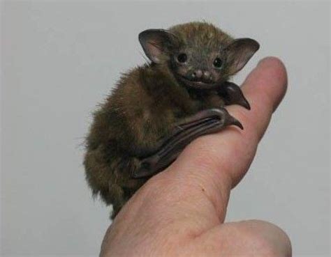 The Bumblebee bat could be the worlds living smallest mammal! It is ...