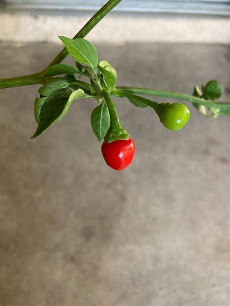 Chiltepin (chile tepin) Heirloom Non GMO Hot Pepper Live Starter Plant ...