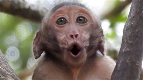 Pin by Tube BBC on Monkey cry | Baby monkey, Monkey, Gorilla