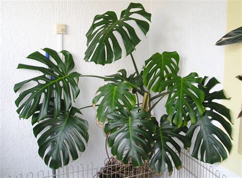 Monstera deliciosa (Ceriman, Cutleaf Philodendron, Hurricane Plant ...