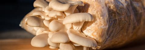 5 Best Mushroom Grow Bags - Aug. 2022 - BestReviews