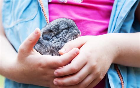 Baby Chinchilla: Essential Facts & Tips for a Happy, Healthy Kit