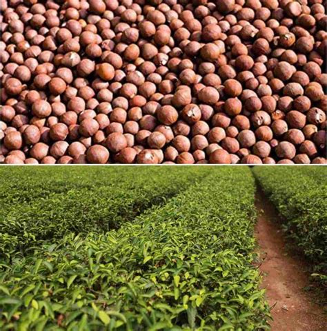 Tea Seed Germination, Conditions, Time, Process | Agri Farming