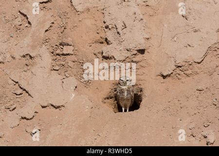 burrowing owl (Athene cunicularia), Arizona Stock Photo - Alamy